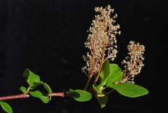 Ceanothus sanguineus