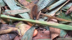 Spilarctia subcarnea