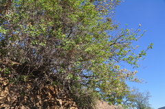 Ceanothus sanguineus