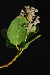 Ceanothus sanguineus