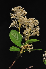 Ceanothus sanguineus