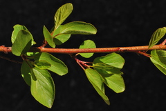 Ceanothus sanguineus