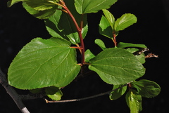 Ceanothus sanguineus