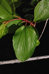 Ceanothus sanguineus