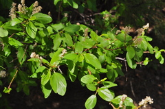 Ceanothus sanguineus