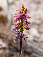 Genoplesium morrisii