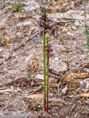 Genoplesium morrisii