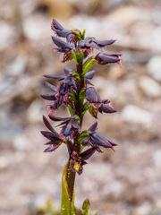 Genoplesium morrisii