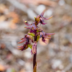 Genoplesium morrisii