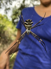 Argiope argentata