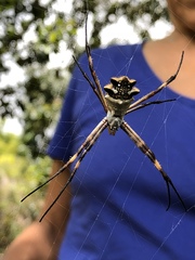 Argiope argentata