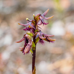 Genoplesium morrisii