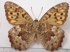 Neope goschkevitschii