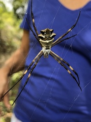 Argiope argentata
