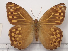 Neope goschkevitschii