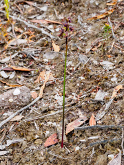 Genoplesium morrisii