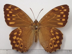 Neope goschkevitschii