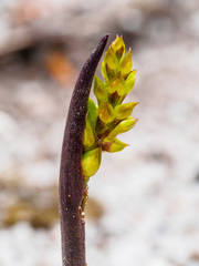 Genoplesium pumilum