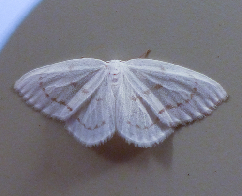 Northern Eudeilinia Moth photo 4