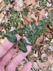 Ligustrum sinense