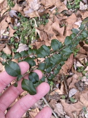 Ligustrum sinense