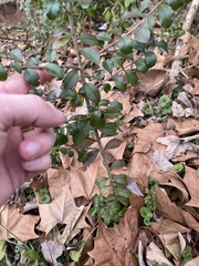 Ligustrum sinense