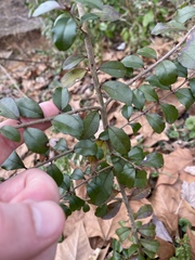 Ligustrum sinense
