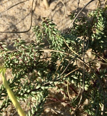 Polygala cyparissias