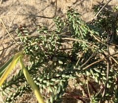 Polygala cyparissias