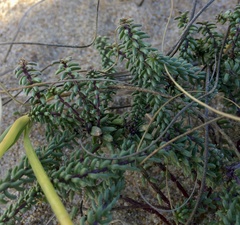 Polygala cyparissias