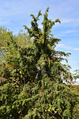 Juniperus communis communis