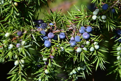 Juniperus communis communis
