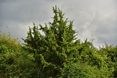 Juniperus communis communis