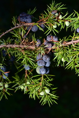 Juniperus communis communis