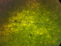 Plagiochasma crenulatum