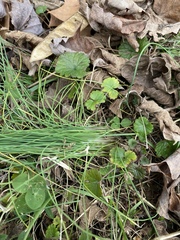 Allium cernuum