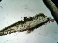 Plagiochasma crenulatum