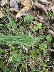 Allium cernuum
