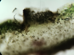 Plagiochasma crenulatum