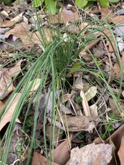 Allium cernuum