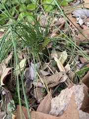 Allium cernuum