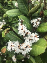 Myrcia loranthifolia