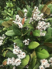 Myrcia loranthifolia