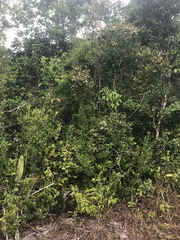 Myrcia loranthifolia