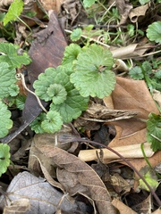 Glechoma hederacea
