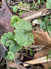 Glechoma hederacea