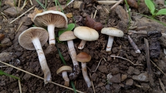 Meottomyces dissimulans