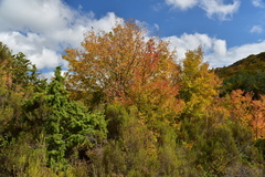 Juniperus communis communis