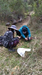 Meottomyces dissimulans