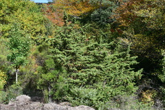 Juniperus communis communis